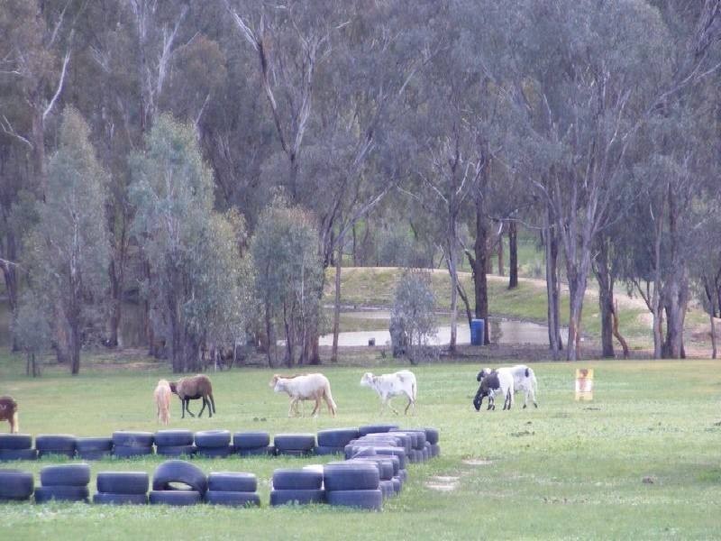Young NSW 2594