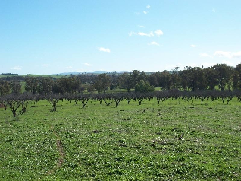 Young NSW 2594
