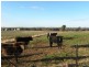 2700 Tubbul Road, Young NSW 2594