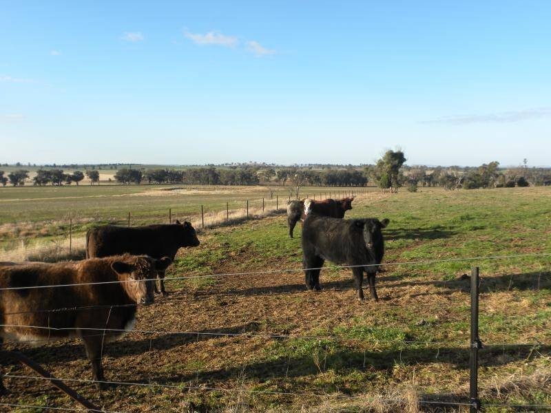 2700 Tubbul Road, Young NSW 2594