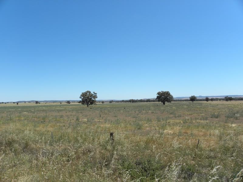 Tyagong Hall Road, Young NSW 2594
