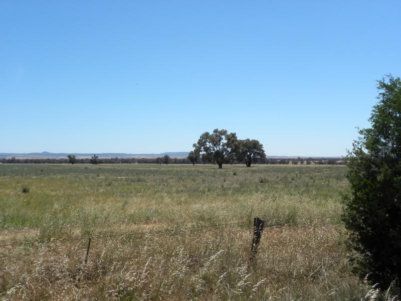 Tyagong Hall Road, Young NSW 2594