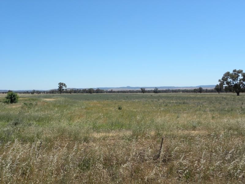 Tyagong Hall Road, Young NSW 2594