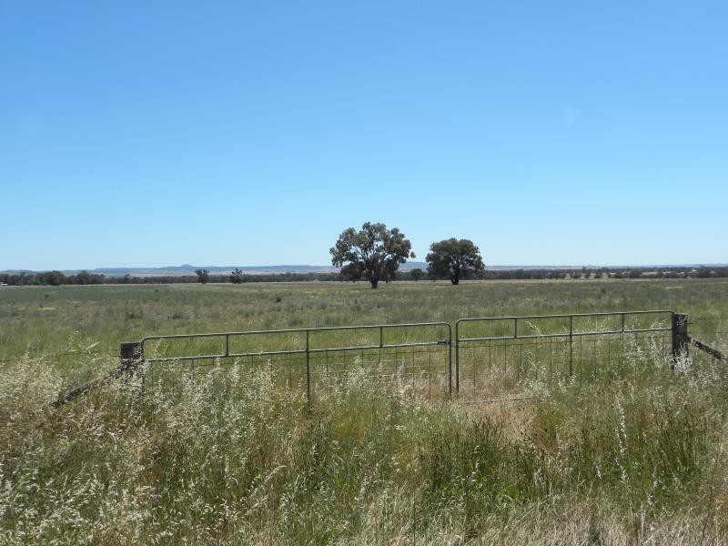 Tyagong Hall Road, Young NSW 2594