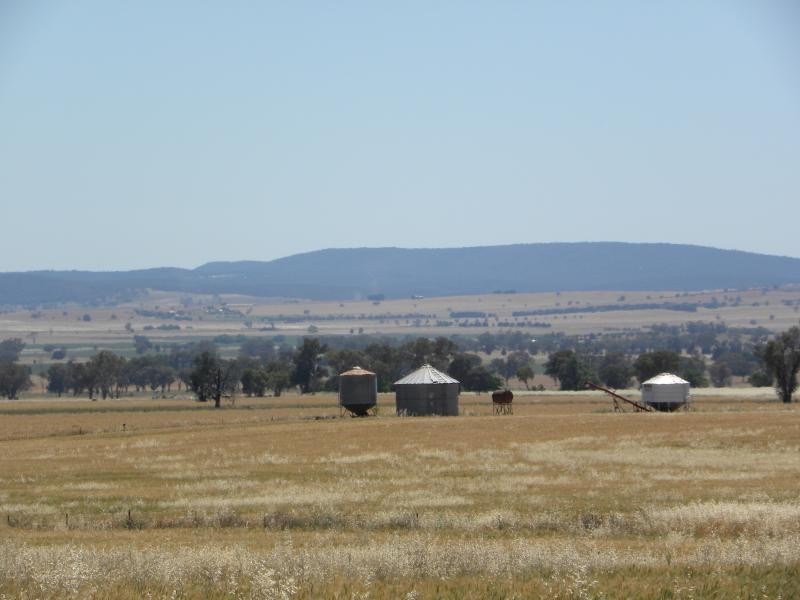 Tyagong Hall Road, Young NSW 2594