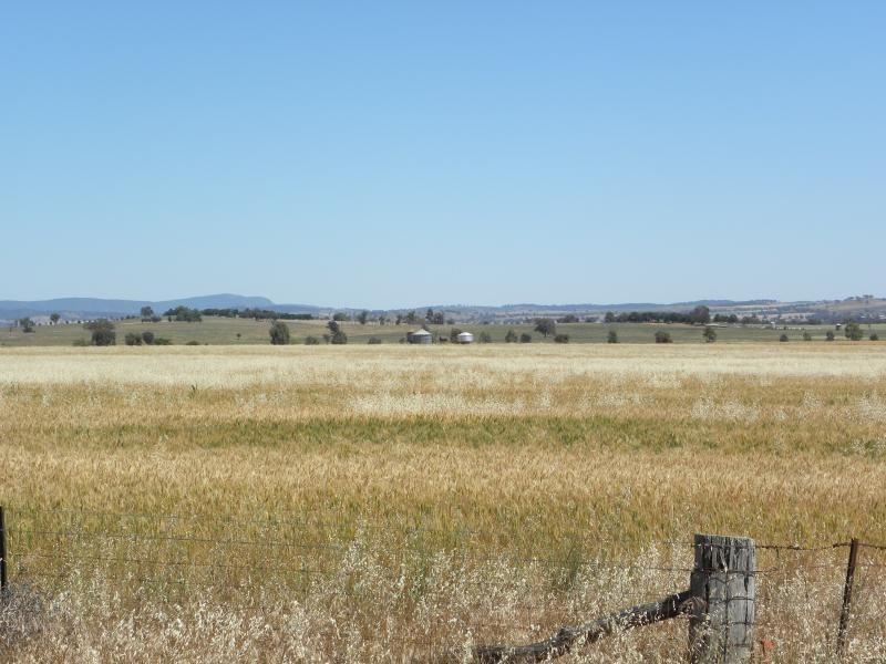 Tyagong Hall Road, Young NSW 2594