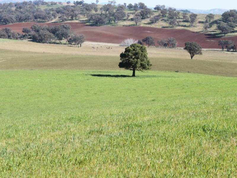 Old Gundagai Road, Cootamundra NSW 2590