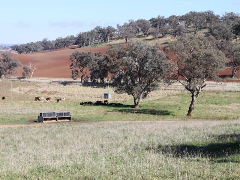 Old Gundagai Road, Cootamundra NSW 2590