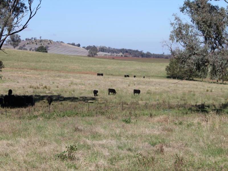 Old Gundagai Road, Cootamundra NSW 2590