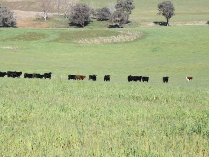 Old Gundagai Road, Cootamundra NSW 2590