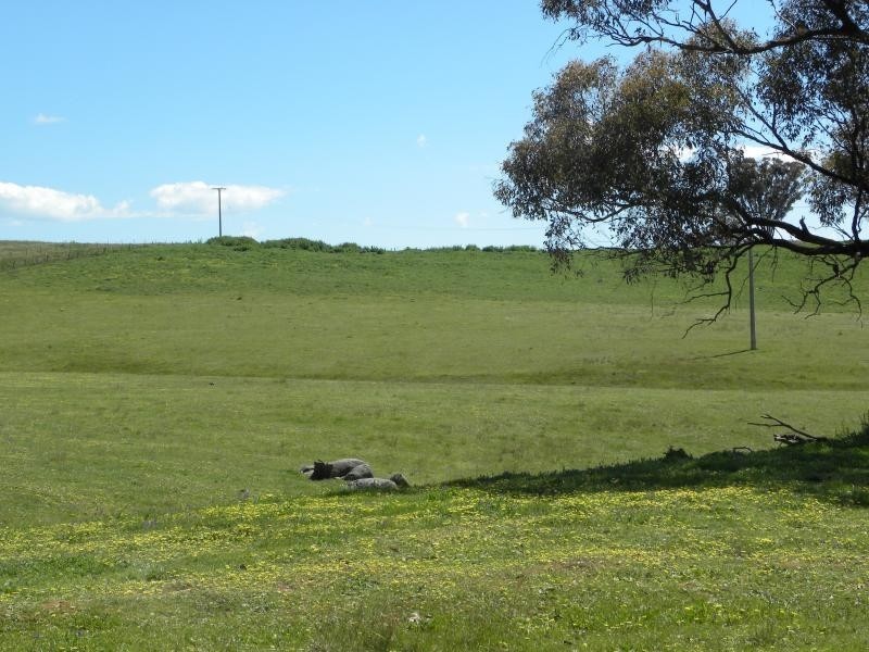 130 Hollands Road, Young NSW 2594