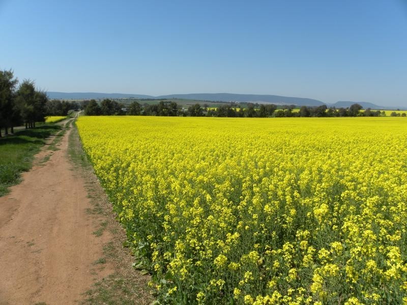 99 Buchannans Road, Young NSW 2594