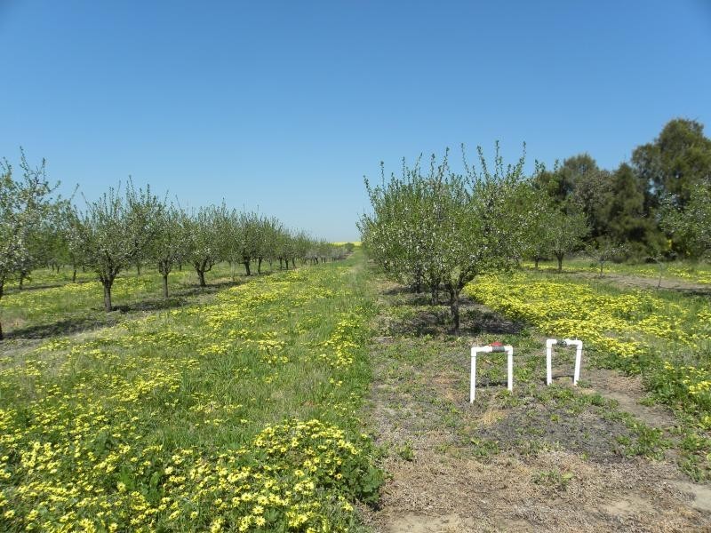 99 Buchannans Road, Young NSW 2594