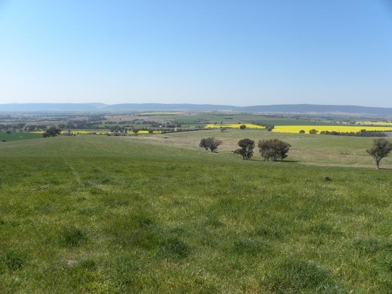 99 Buchannans Road, Young NSW 2594