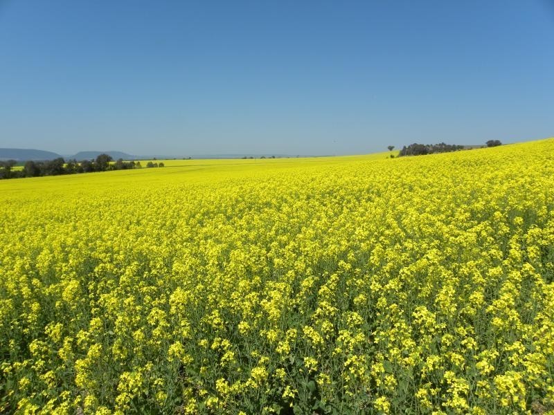 99 Buchannans Road, Young NSW 2594