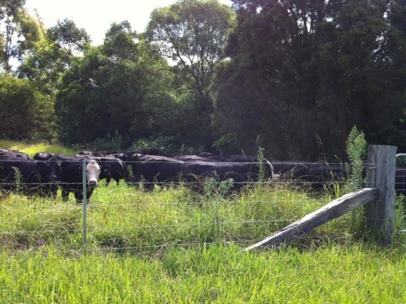 Krambach NSW 2429