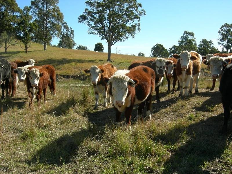 Burrell Creek NSW 2429