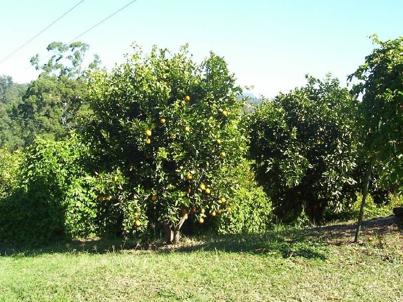 Burrell Creek NSW 2429