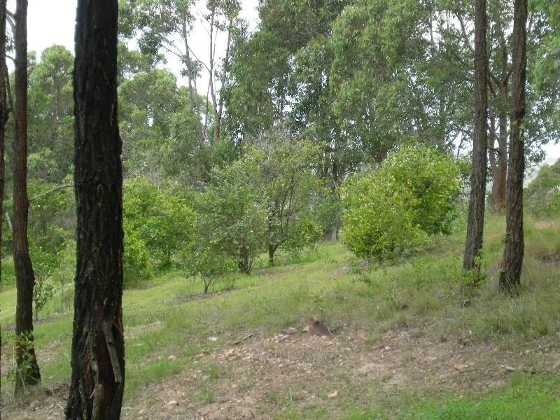 Firefly NSW 2429