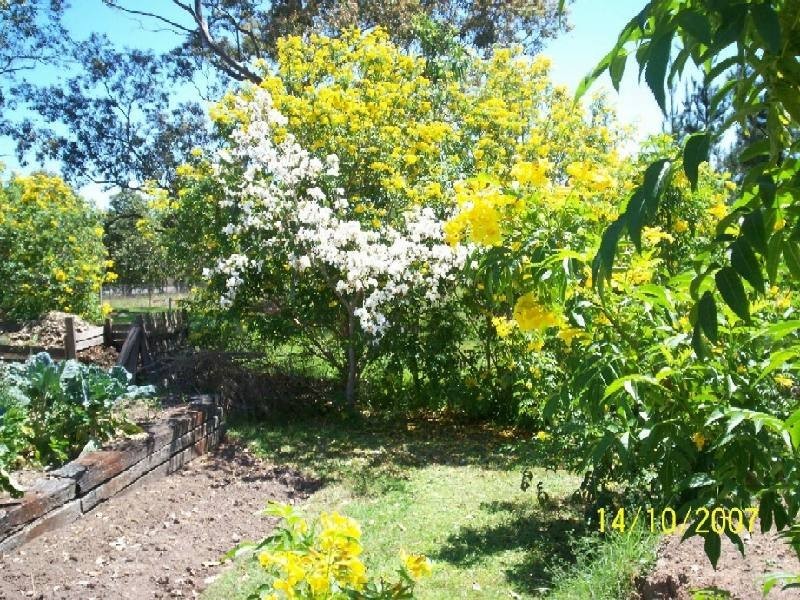 Wingham NSW 2429