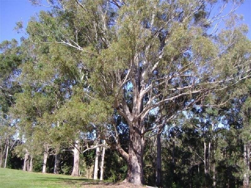 Tipperary NSW 2429