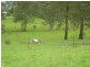 Dyers Crossing NSW 2429