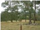 Firefly NSW 2429