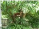 Krambach NSW 2429