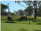 Dyers Crossing NSW 2429