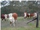 Dyers Crossing NSW 2429