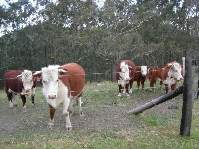 Dyers Crossing NSW 2429