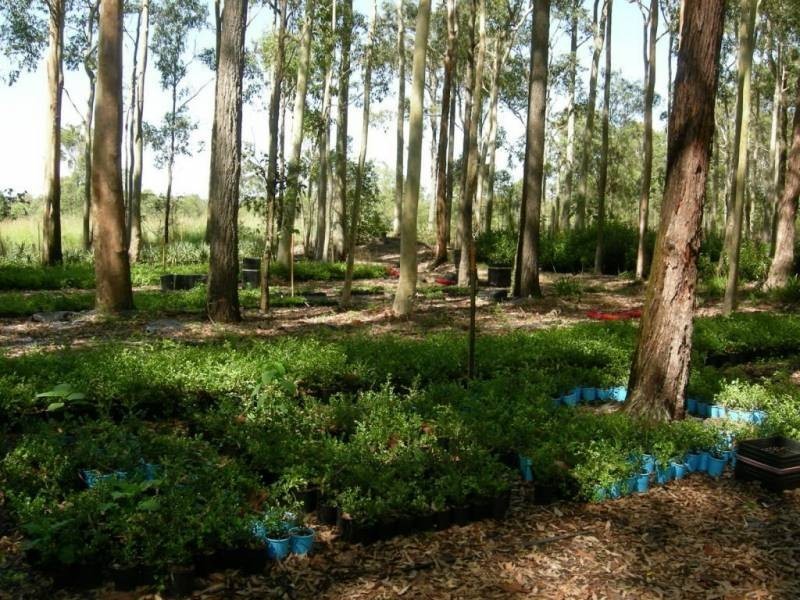Taree NSW 2430