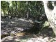 Burrell Creek NSW 2429