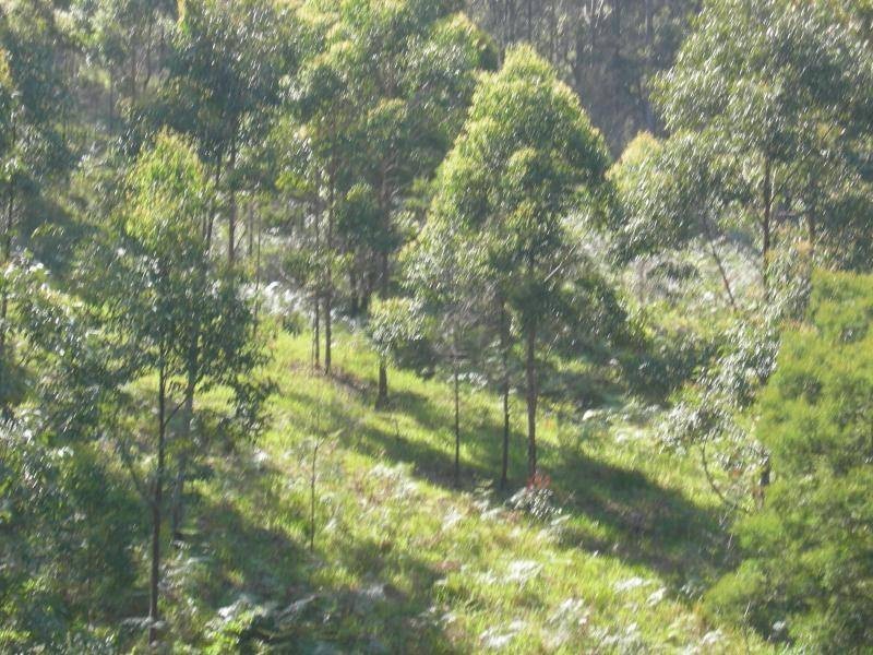 Bunyah NSW 2429