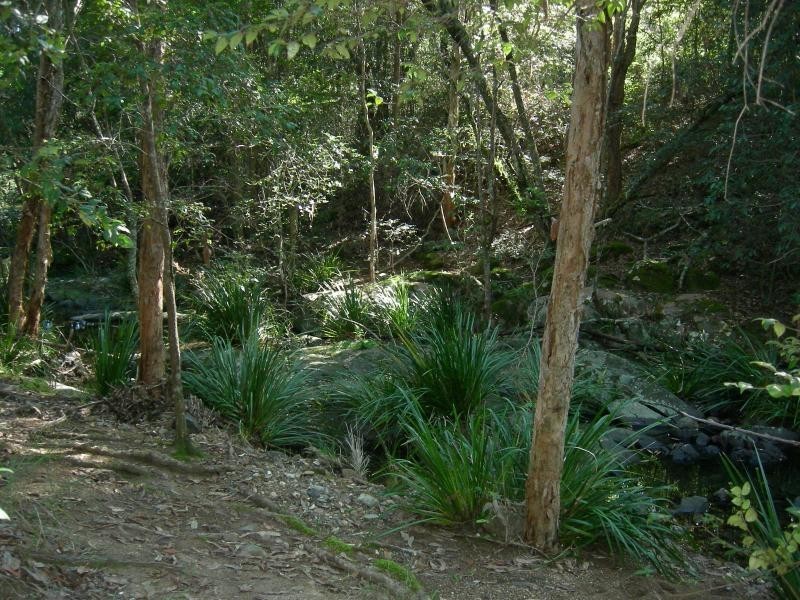 Kundibakh NSW 2429