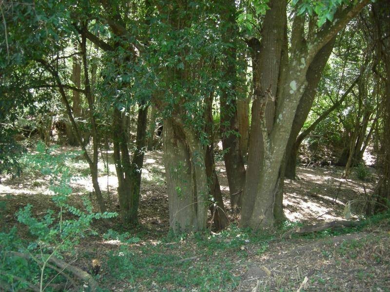 Krambach NSW 2429
