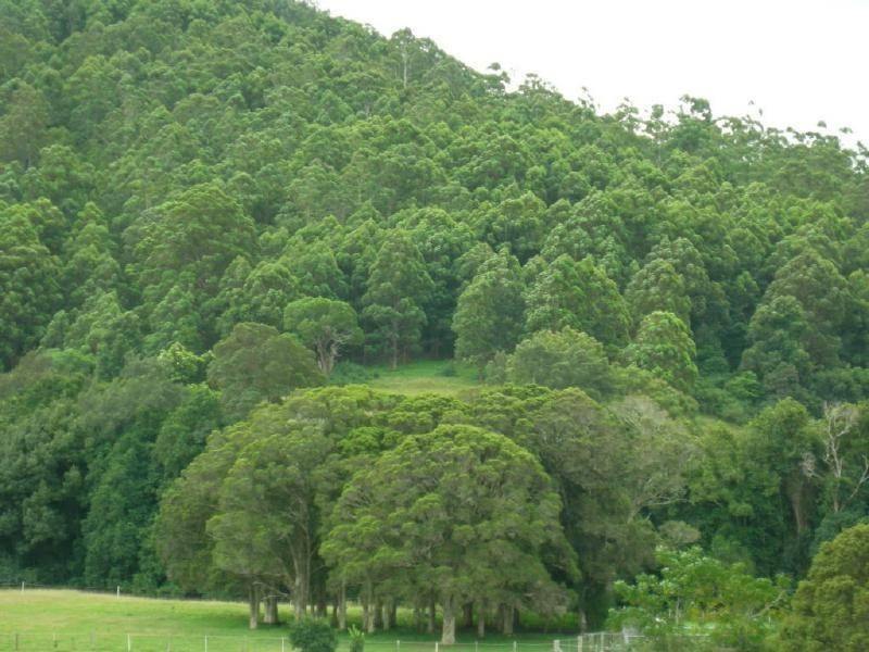 Krambach NSW 2429