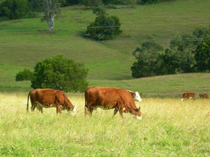 Possum Brush NSW 2430