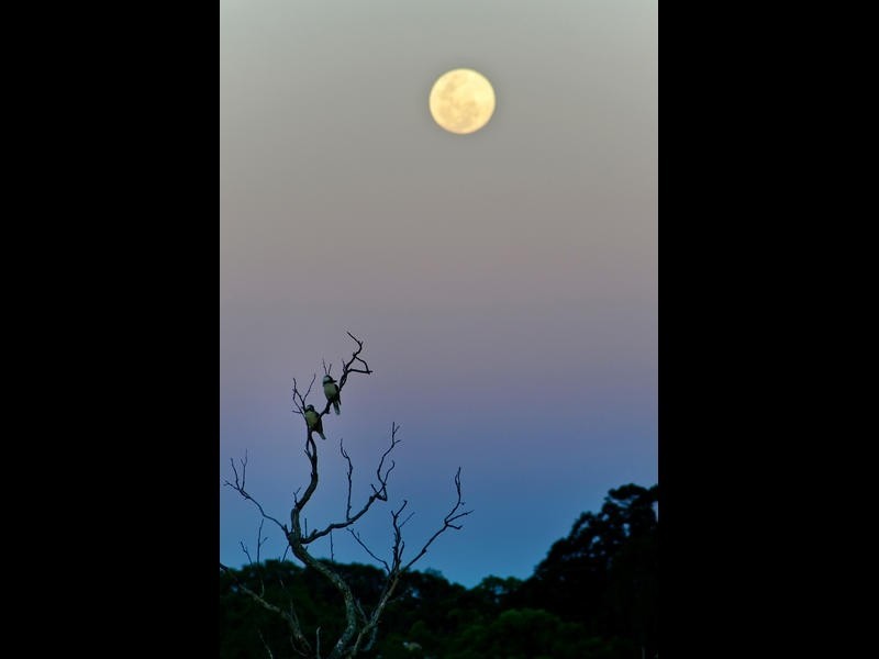 Burleigh Heads QLD 4220