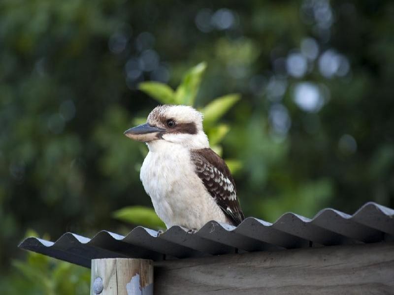 66 Skyline Terrace, Burleigh Heads QLD 4220