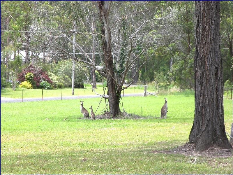 Bonny Hills NSW 2445