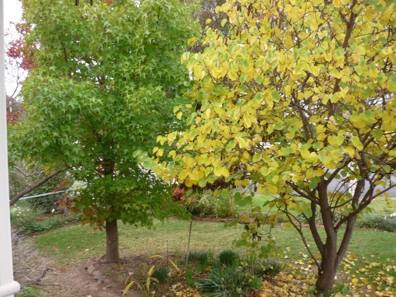 203 Thomson Street, Cootamundra NSW 2590