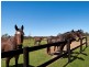 140 Hallards Road, Central Mangrove NSW 2250