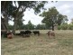 Lot 269 Old Wallendbeen Road, Stockinbingal NSW 2725
