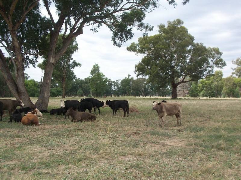 Lot 269 Old Wallendbeen Road, Stockinbingal NSW 2725