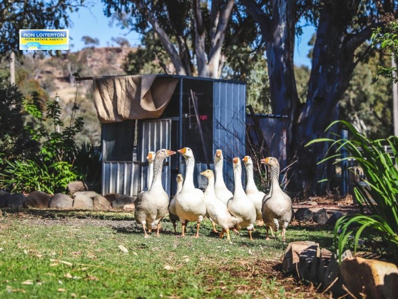 37 Back Brawlin Road, Cootamundra NSW 2590