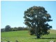 Muttama Road, Cootamundra NSW 2590