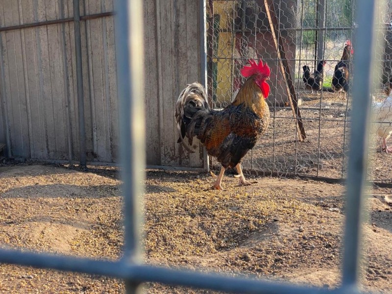 Lot 2 Whites Lane, Stockinbingal NSW 2725