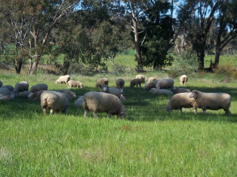 ‘Claremont’ Smiths Lane, Temora NSW 2666