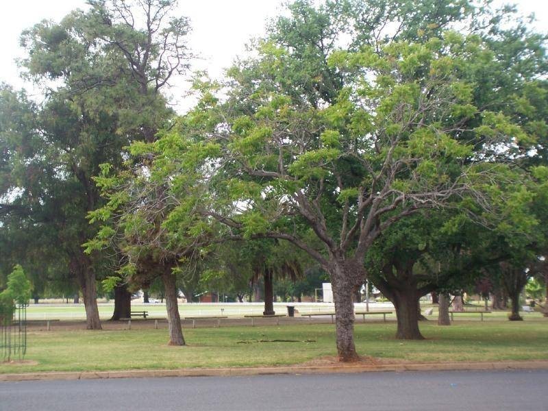 43 Thompson Street, Cootamundra NSW 2590